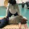 kurs masaz tajski http://massagethai.info warszawa